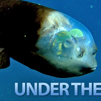 The Seven Weirdest Creatures Under the Sea